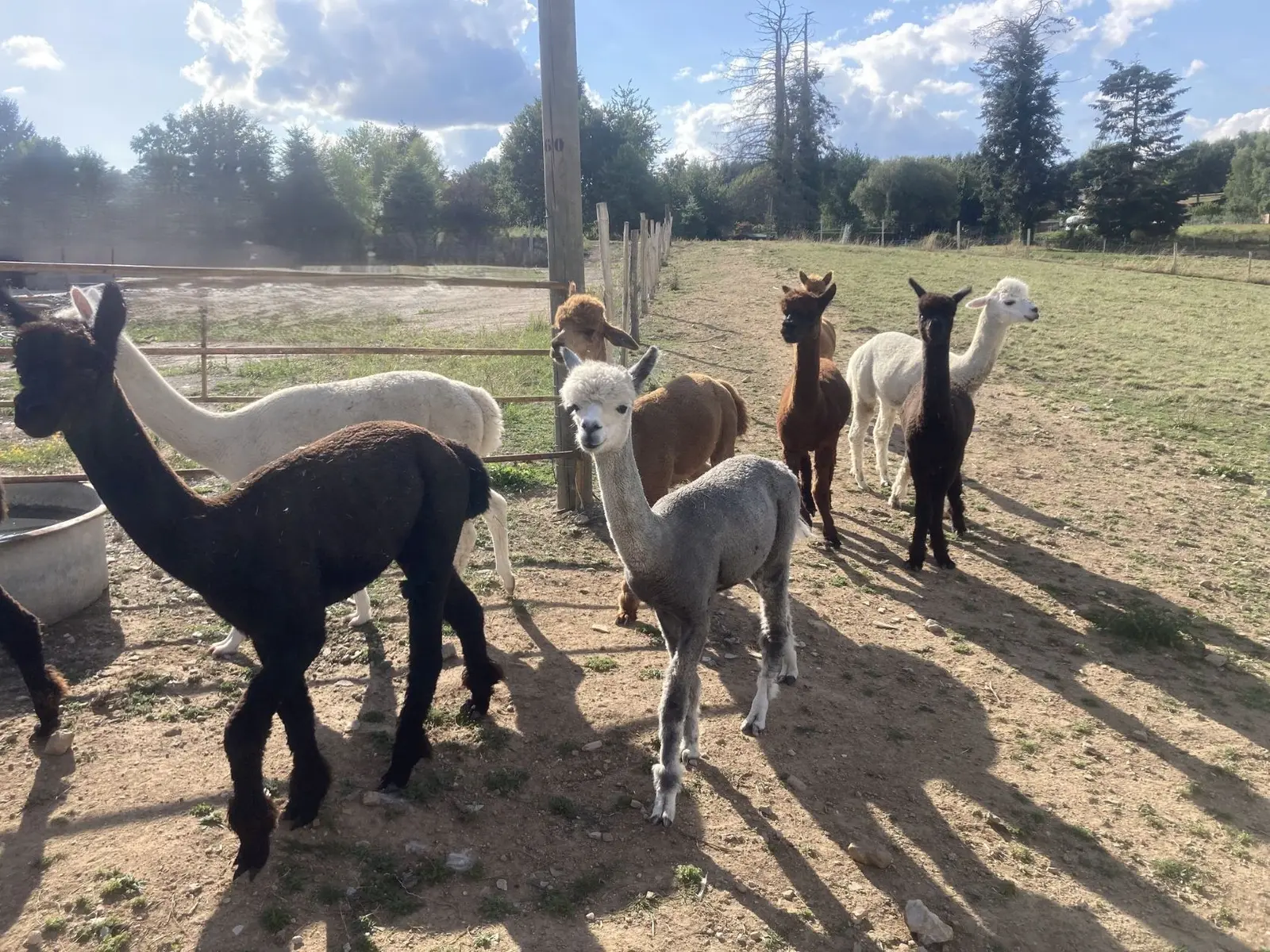 alpagas