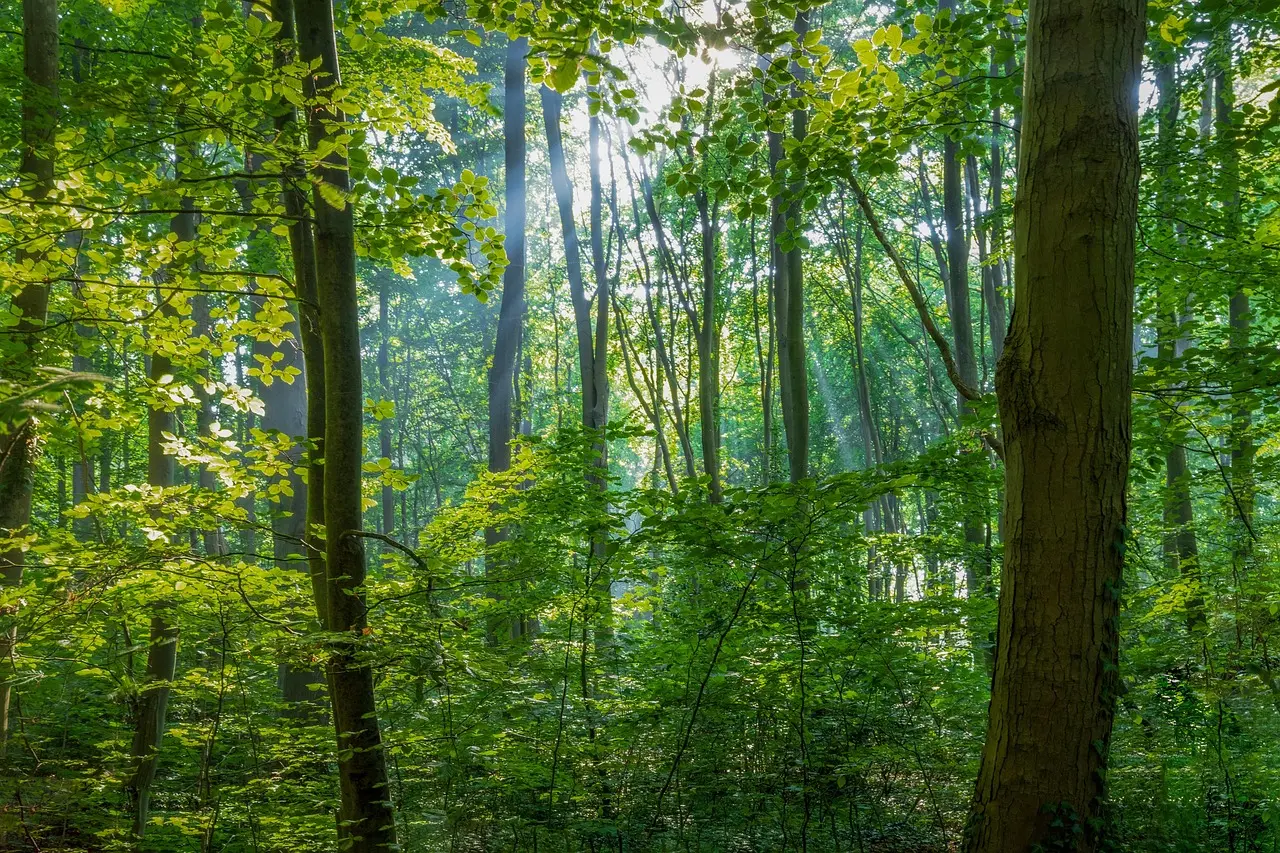 Forêt