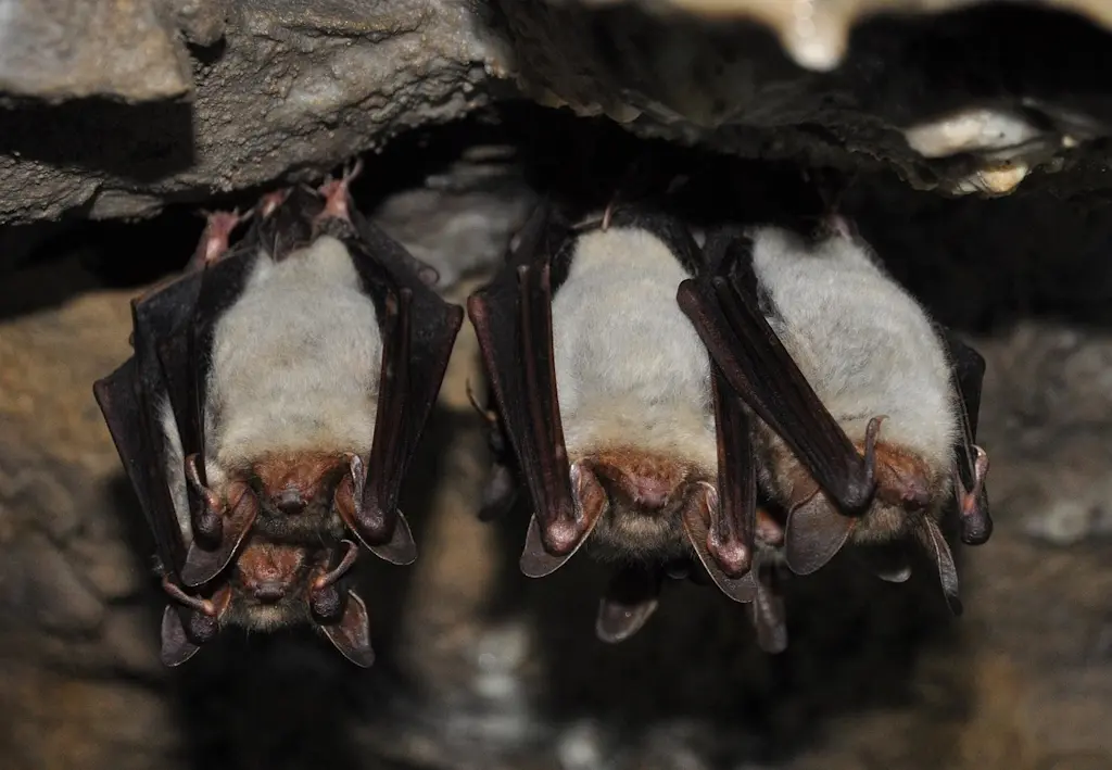 Chauve souris