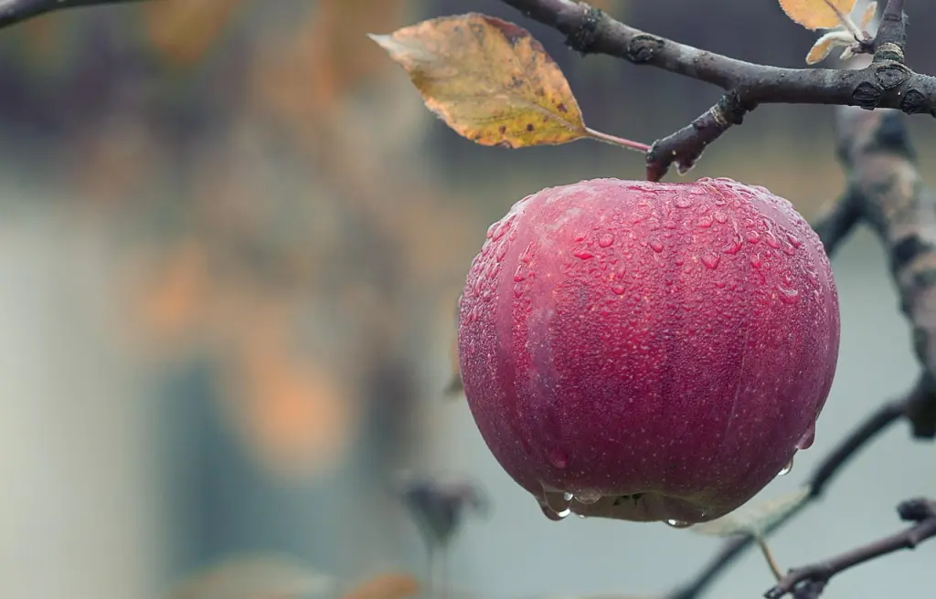 Fête de la pomme