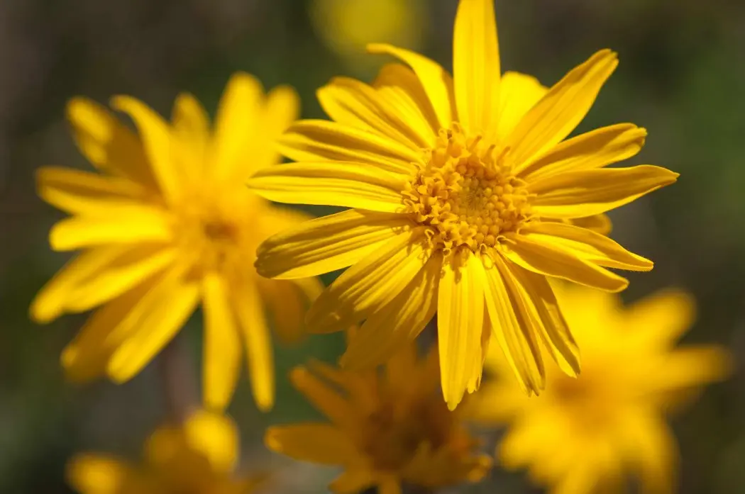 arnica-montana-perera-s-cbnmc-aac3105web