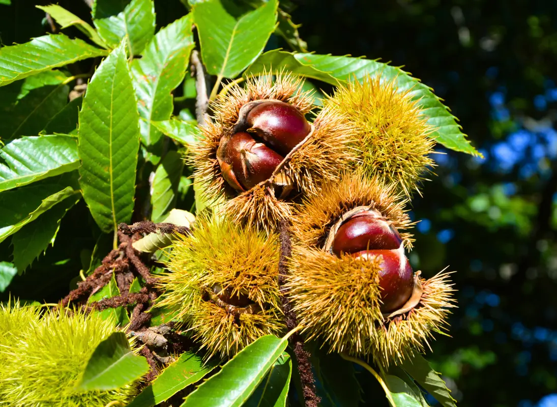 Le Châtaignier, de l'arbre à l'assiette