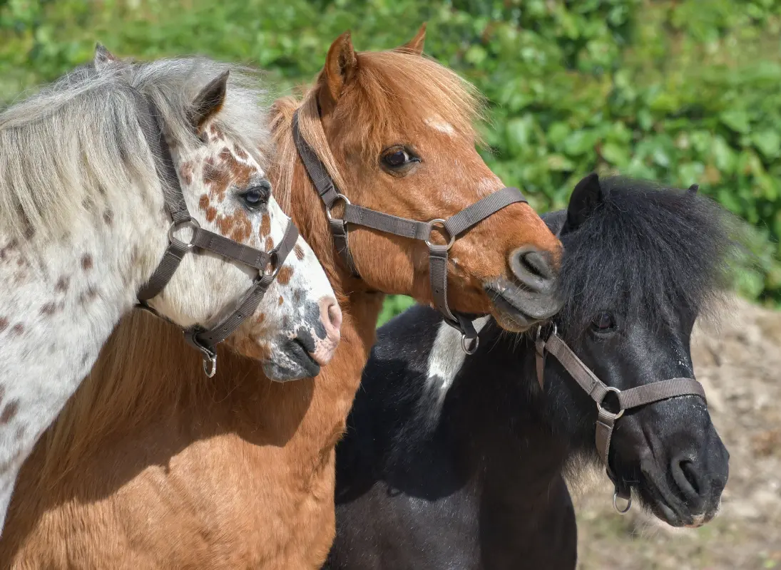 Balade à poney