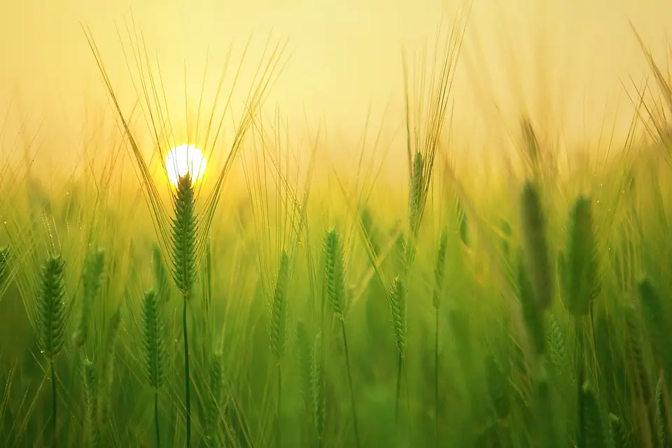 barley-field-1684052_960_720