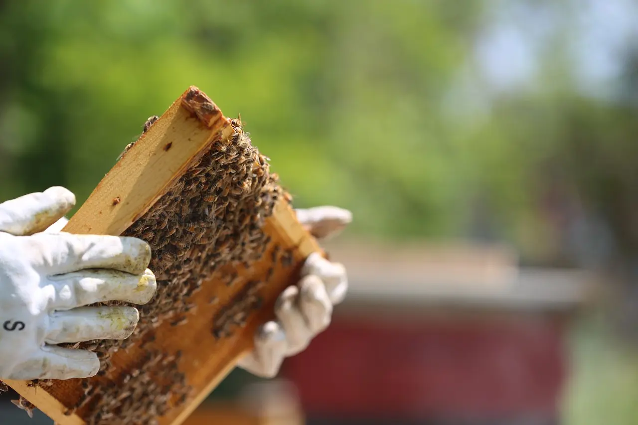 beekeeper-3661762_1280