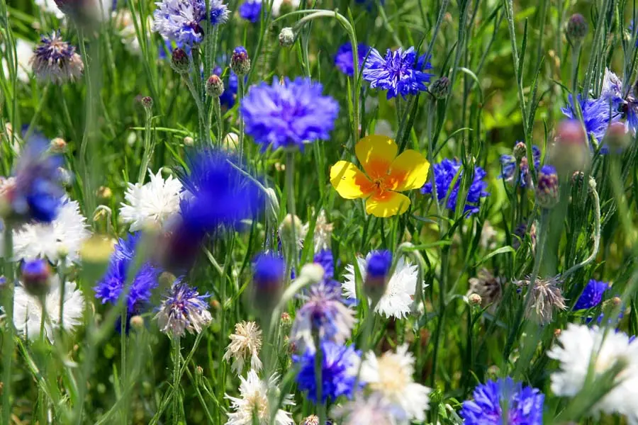bourse aux plantes