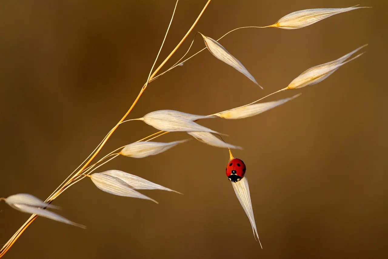 christelleboninn-ladybug
