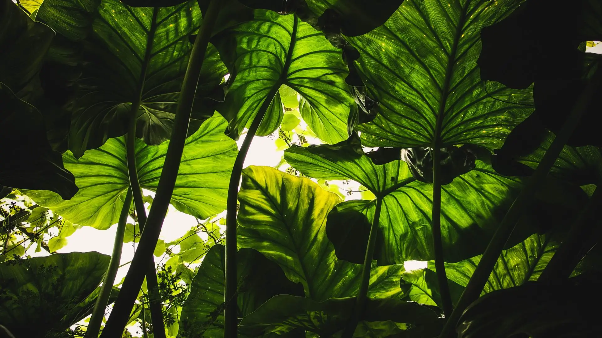 sirtaqui - divers plantes