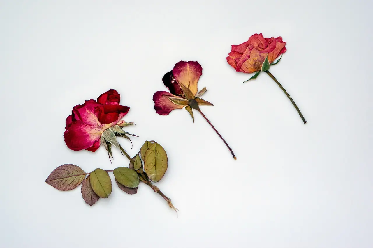 dried-roses
