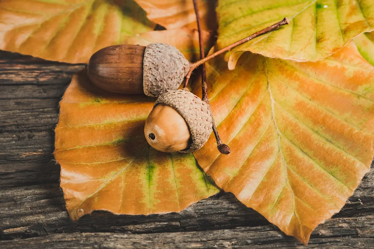 foire d'automne