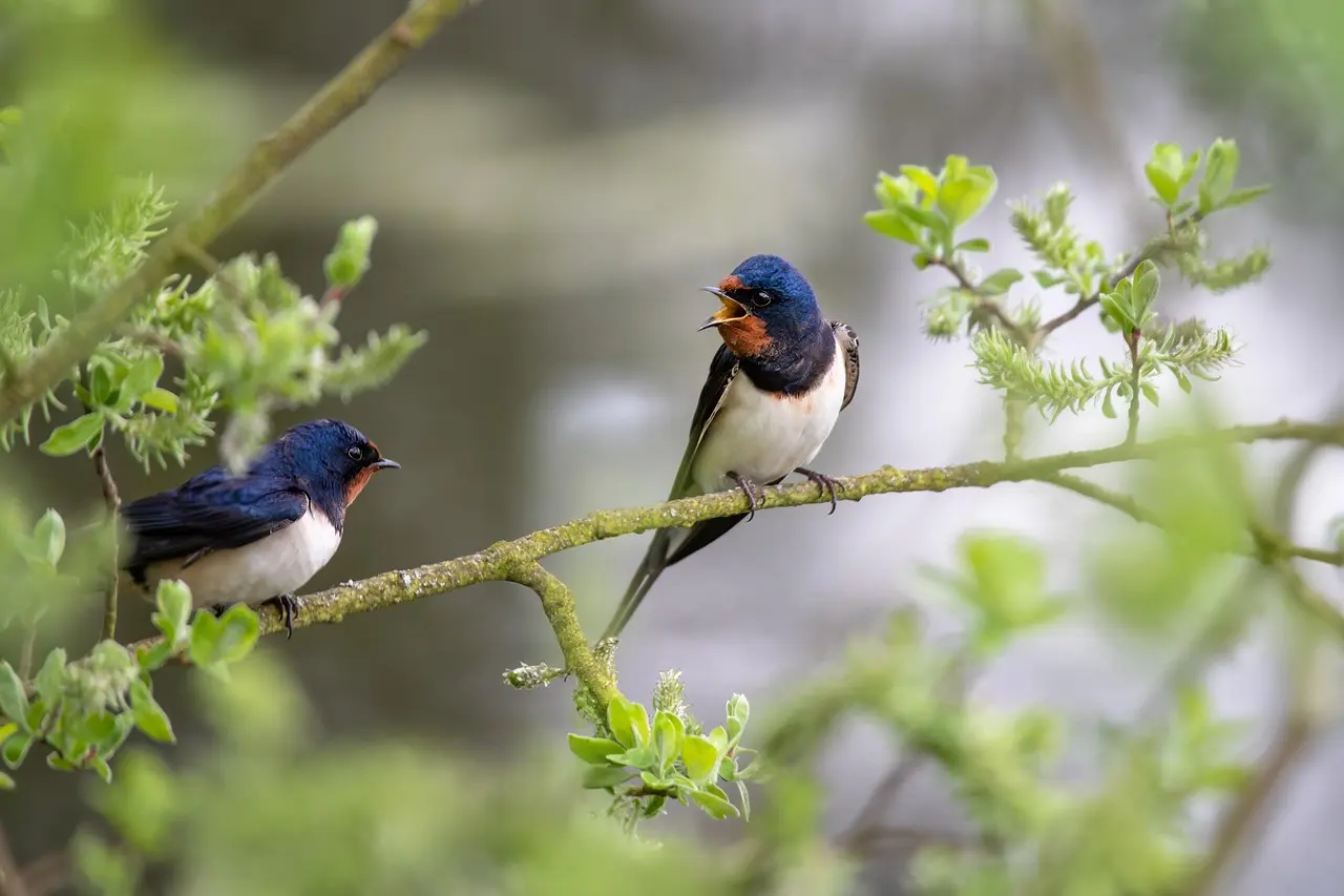 fotoblend-barn-swallows