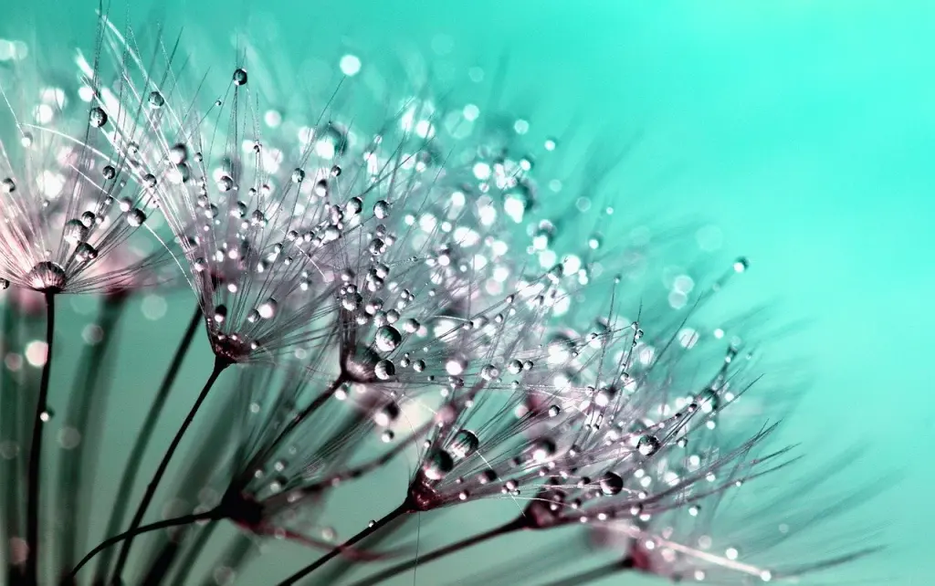fleur