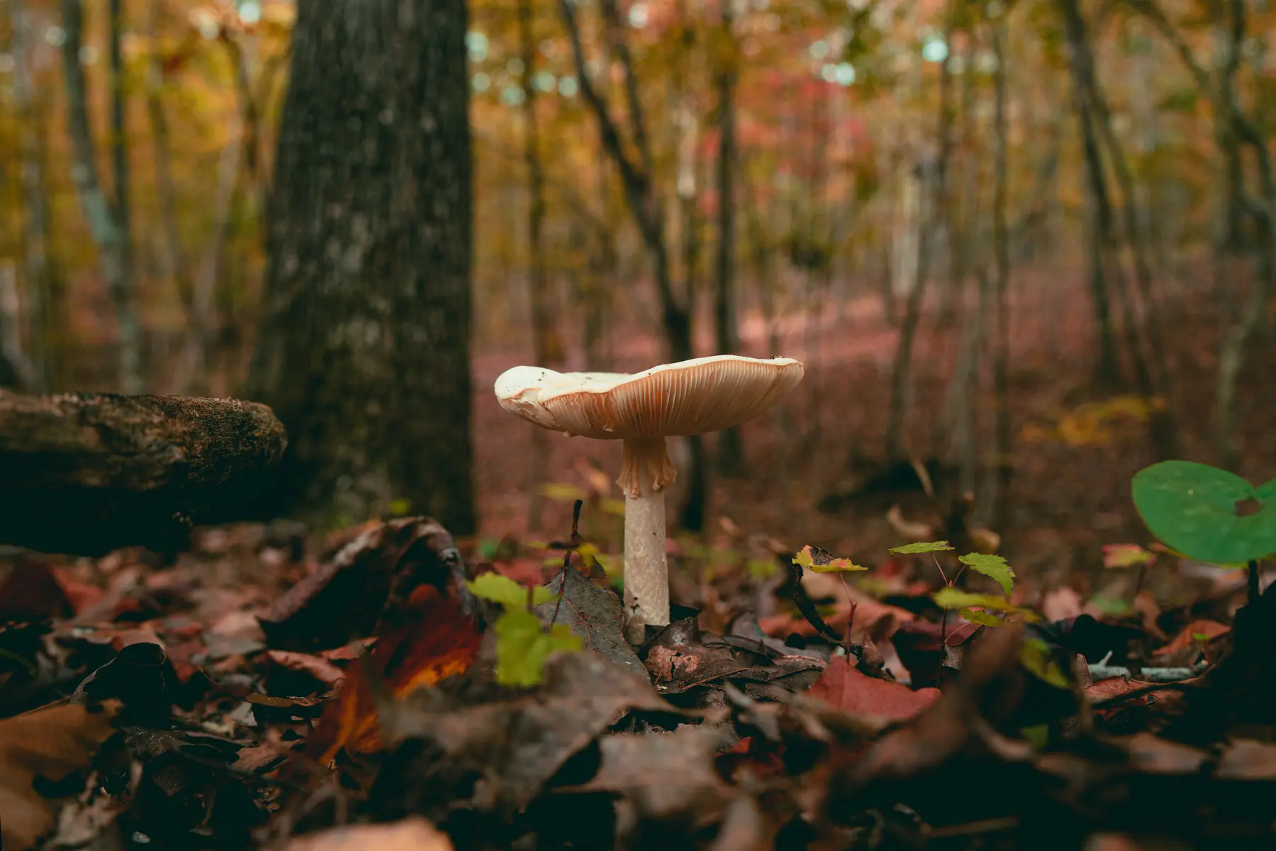 gros-plan-d-un-champignon-poussant-dans-la-foret