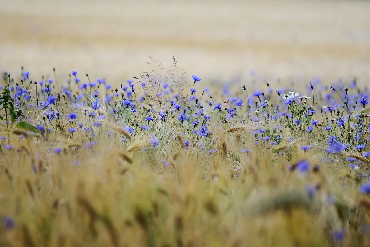 grain-