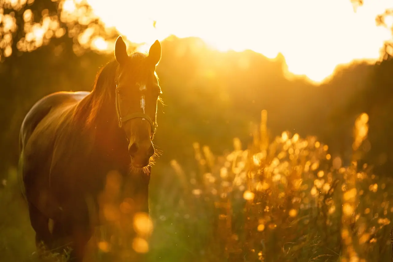 horse$