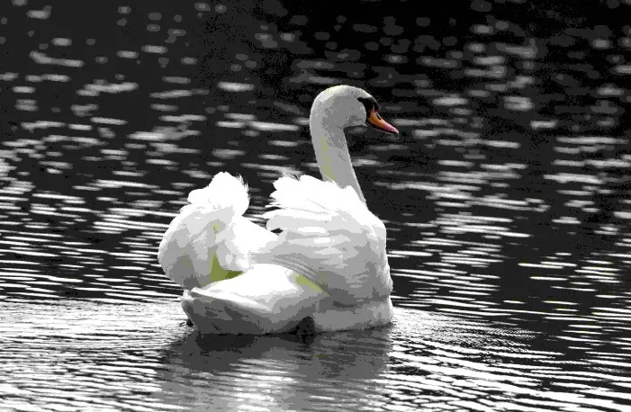 image cygne