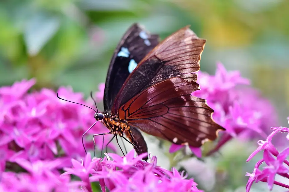 image insecte