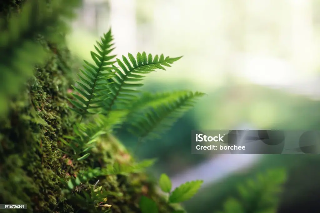 istockphoto-1916736269-1024x1024