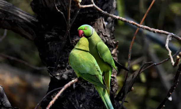 istockphoto-oiseaux exotiques