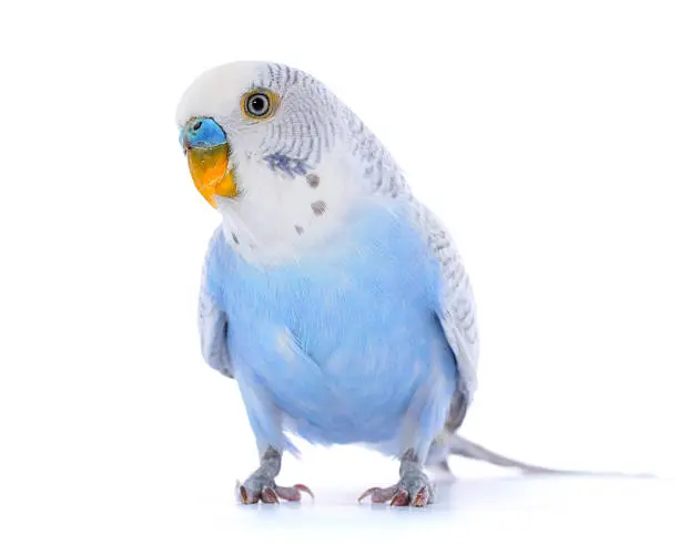 istockphoto-perruche ondulée