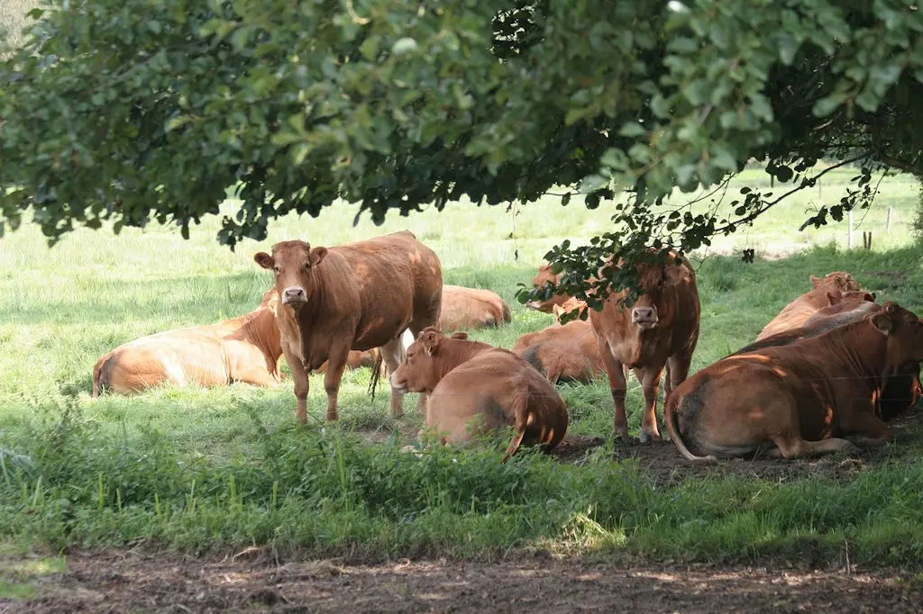 Vaches Limousines
