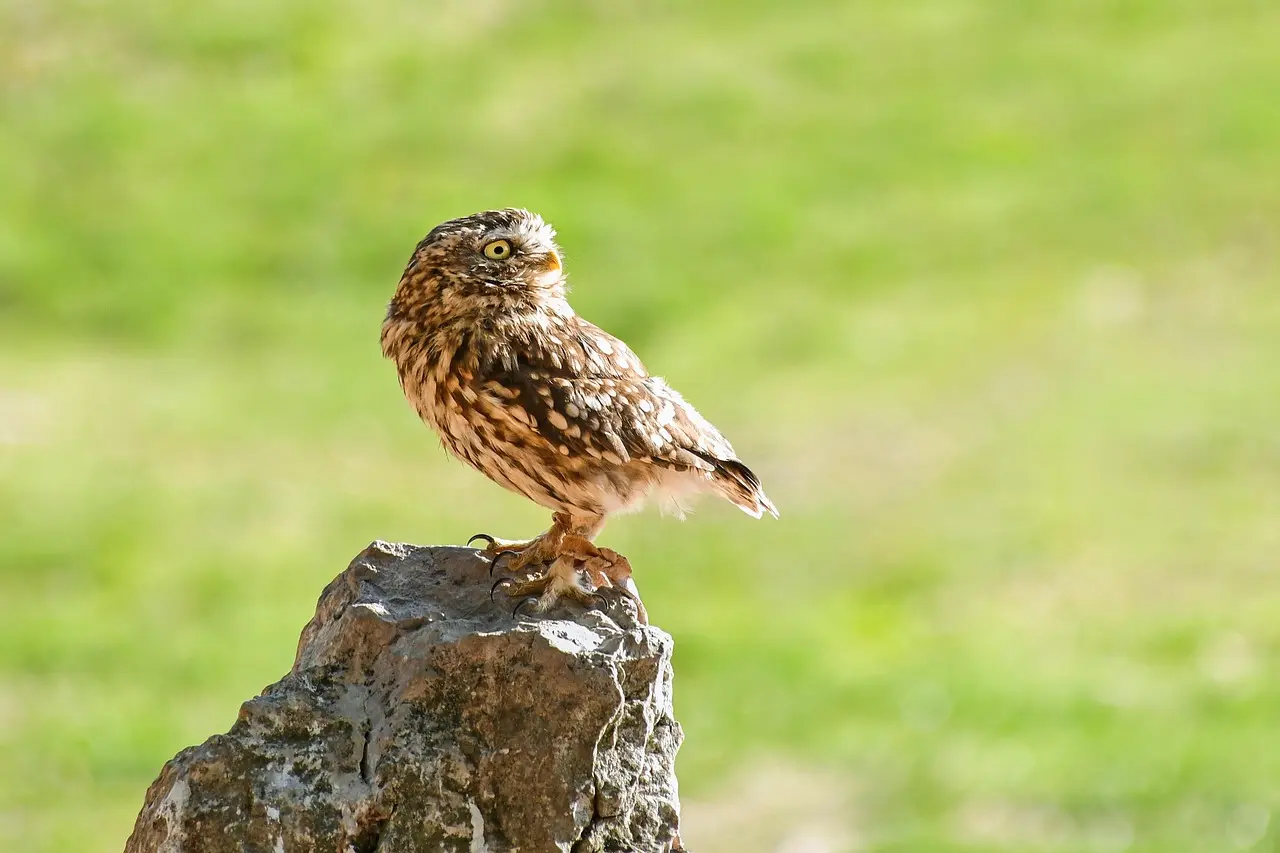little-owl