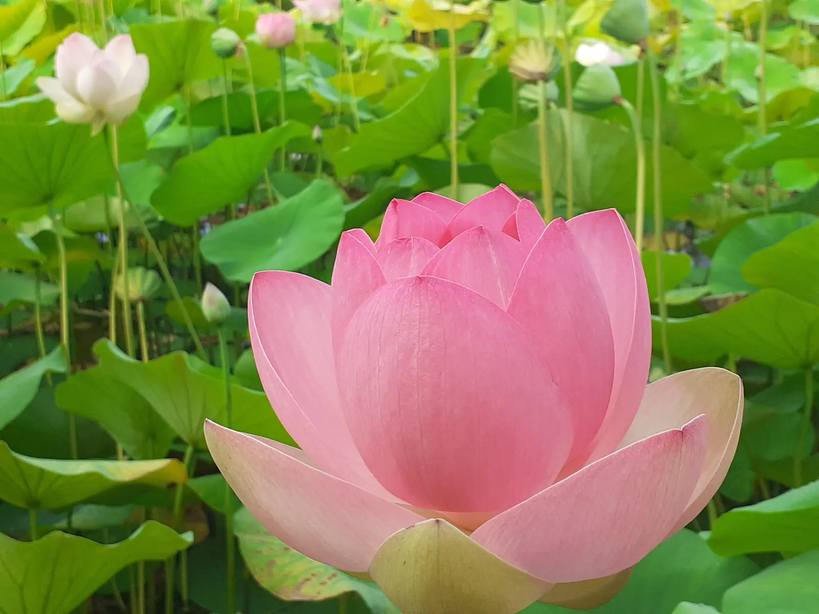 lotus