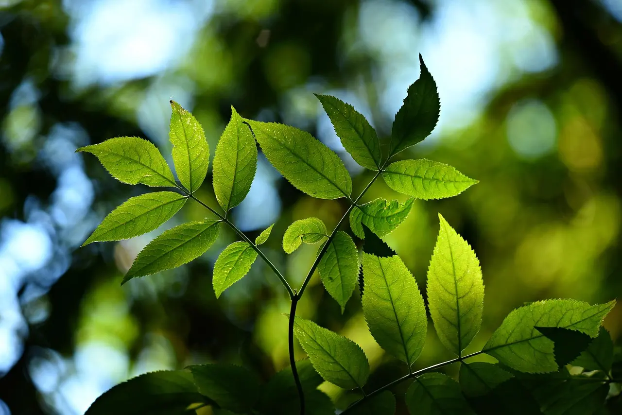 mabelamber-leaves