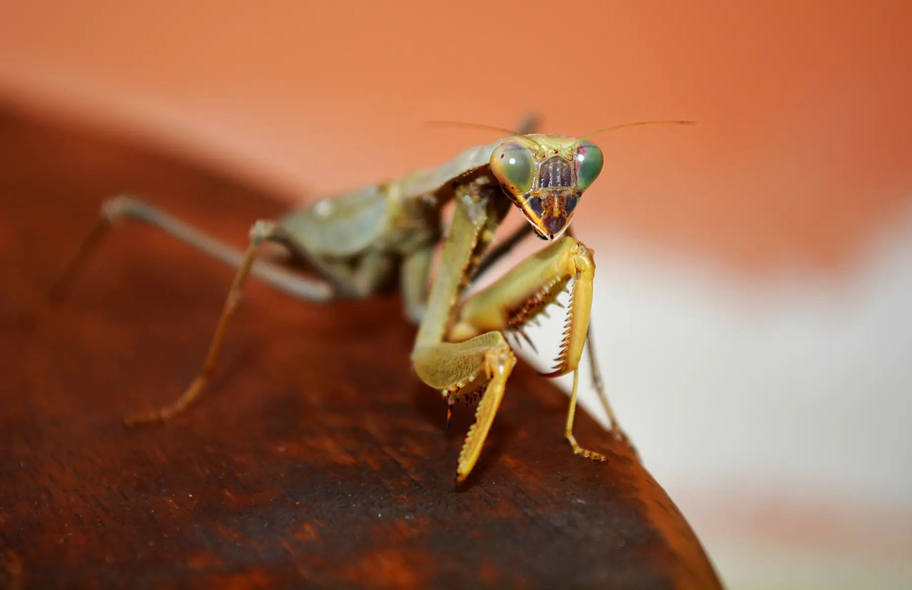 maryannandco-cricket-7530156