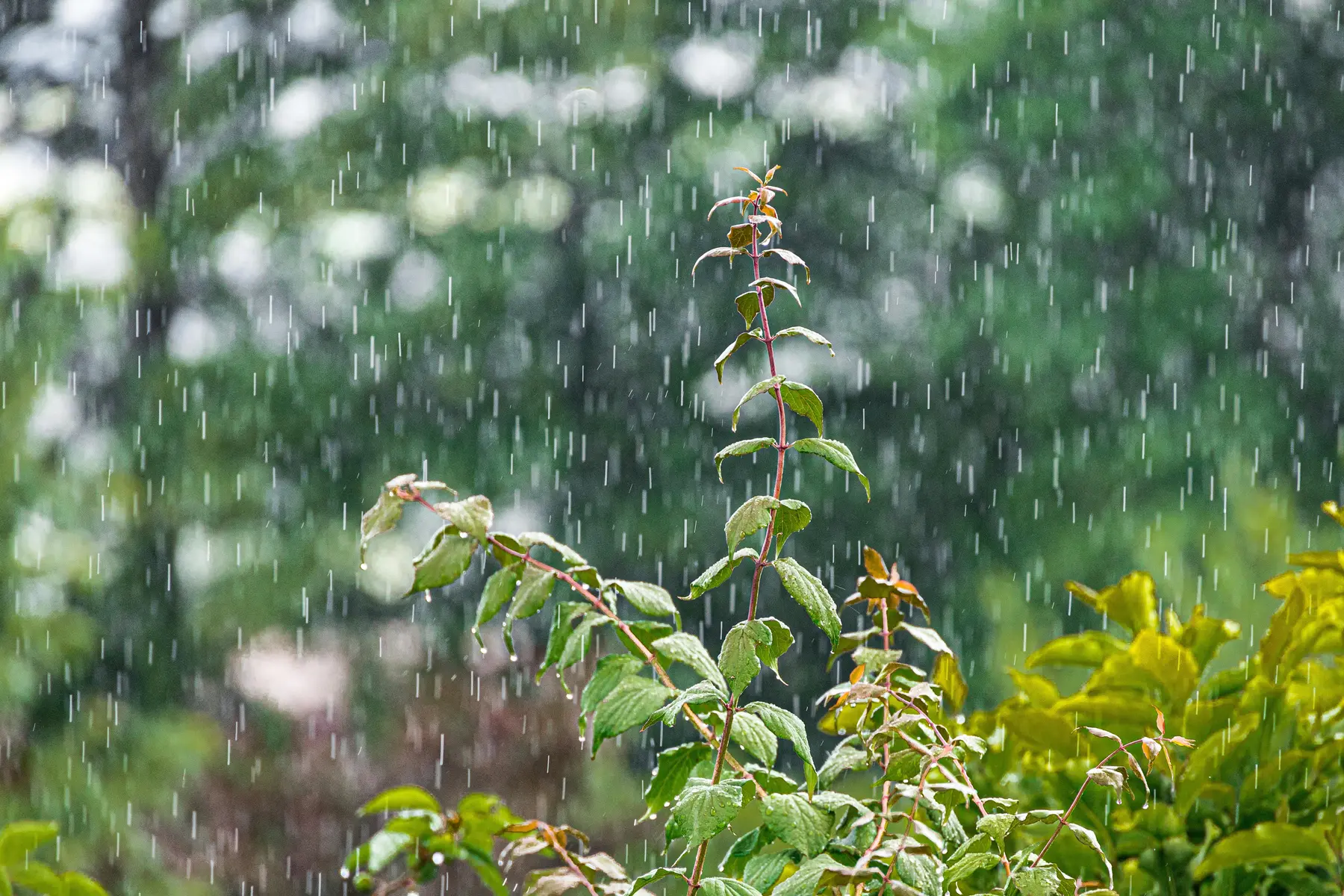 Pluie