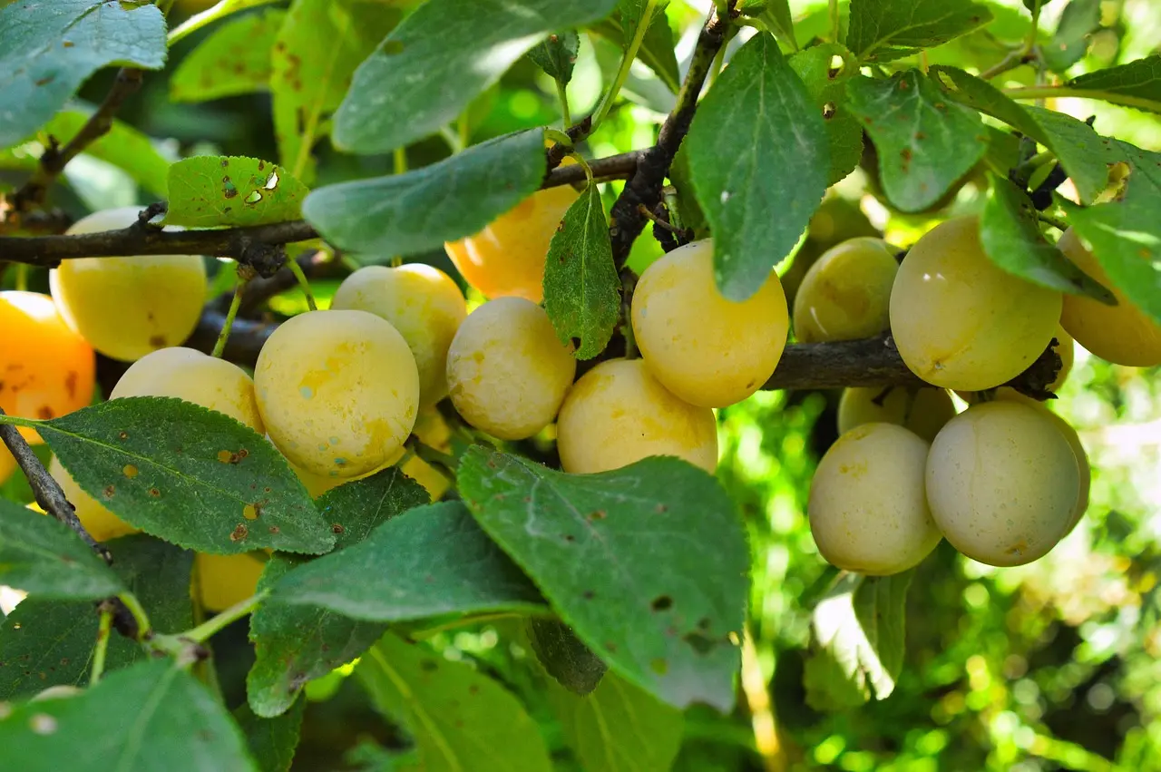 mirabelles-