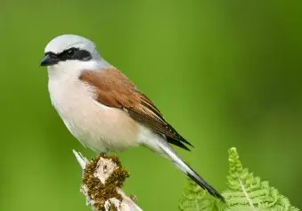 oiseaux