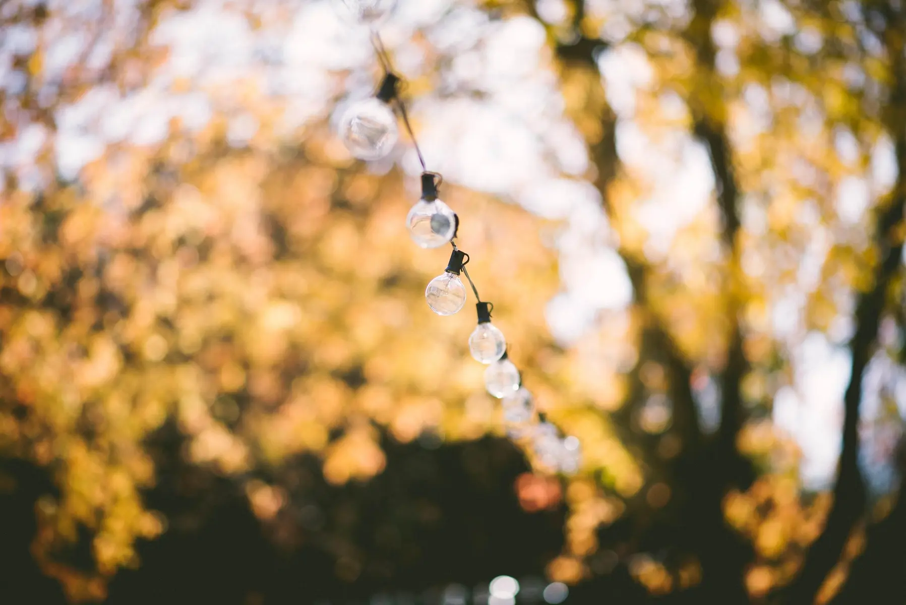 pexels-depth-of-field