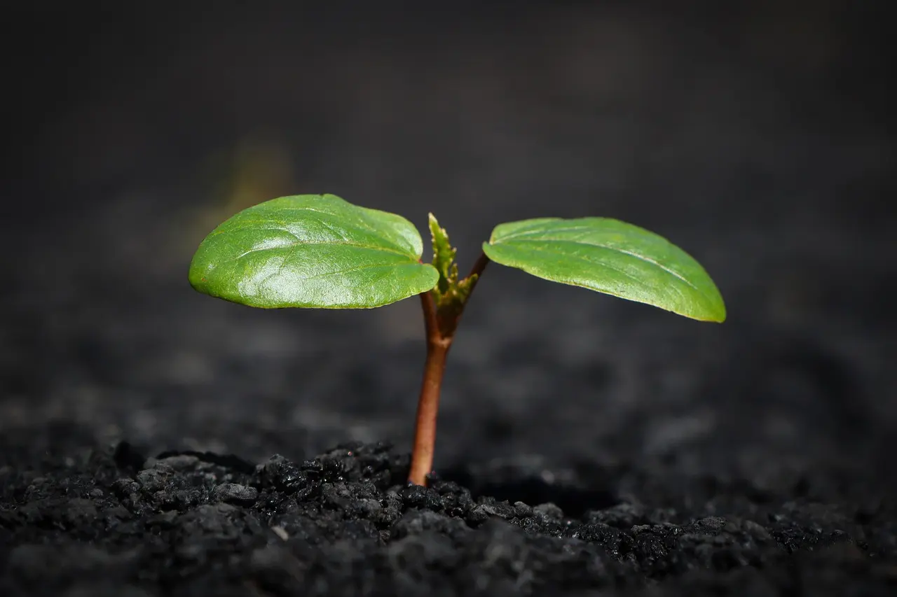 plant-8338691_1280