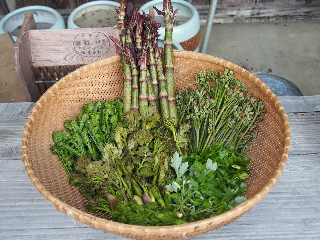 plantes sauvages comestibles