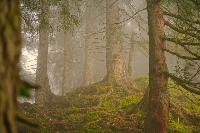 rallye nature