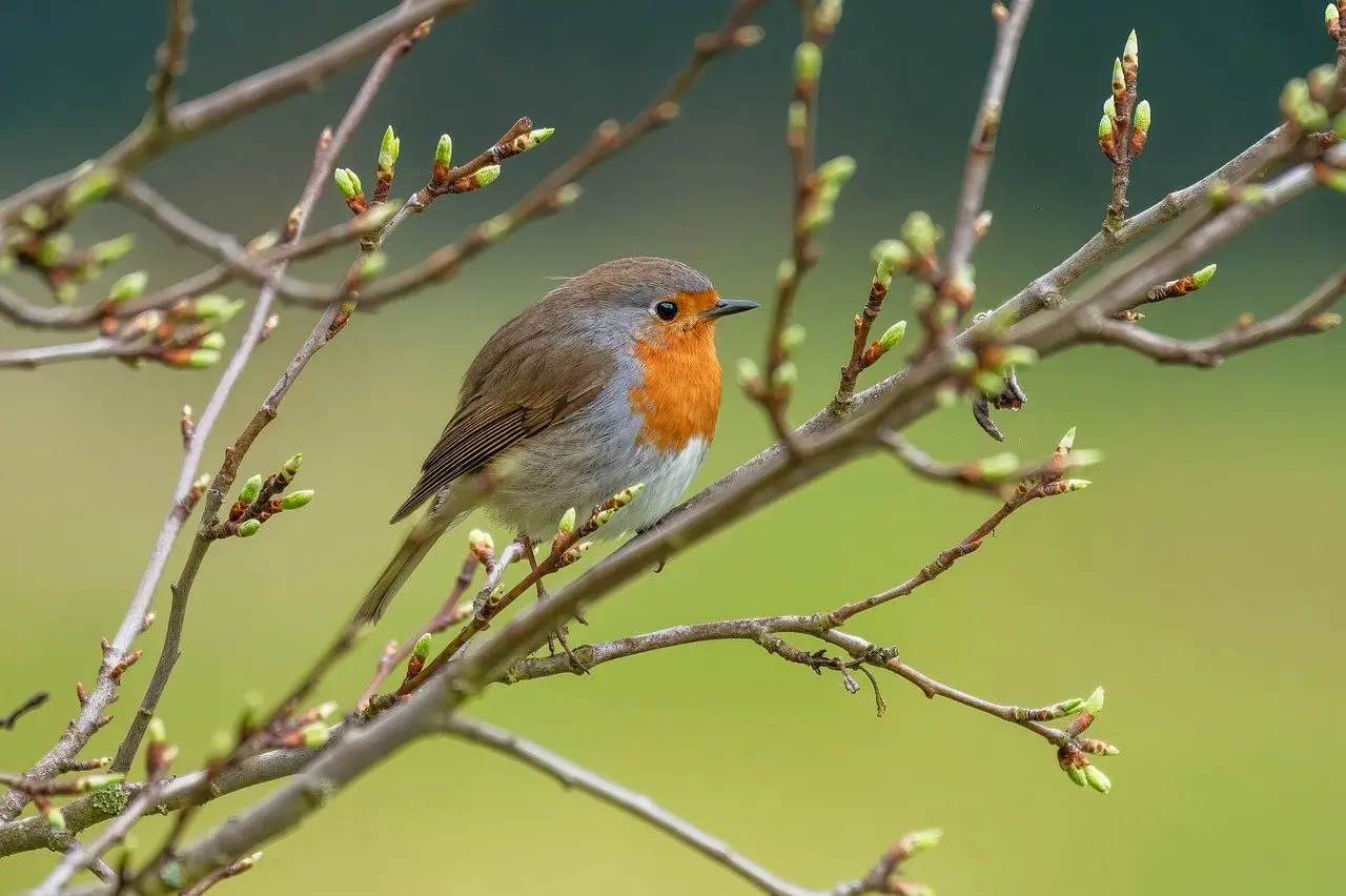 Rouge-Gorge