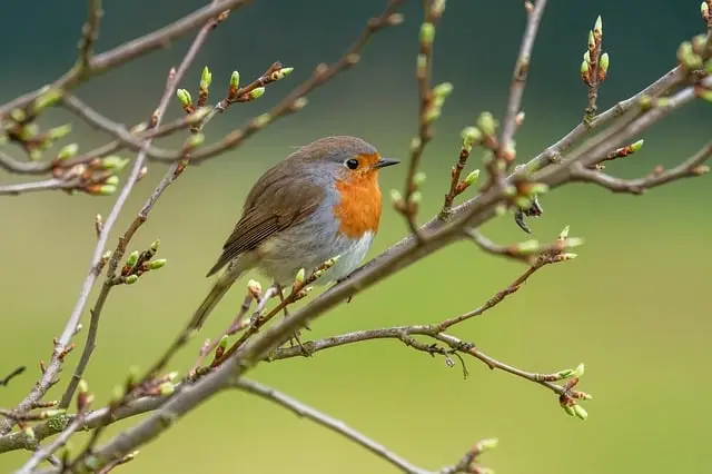 robin-9578746_640