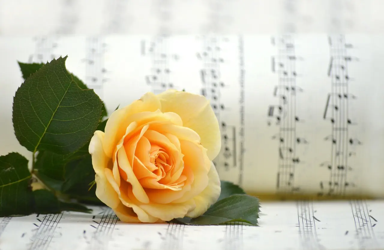 rose-82