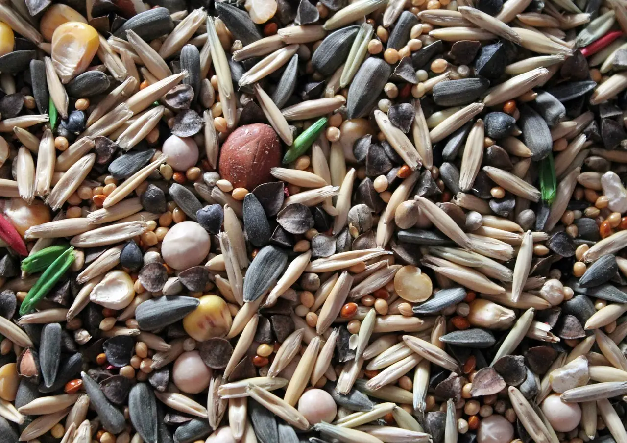 seeds-4