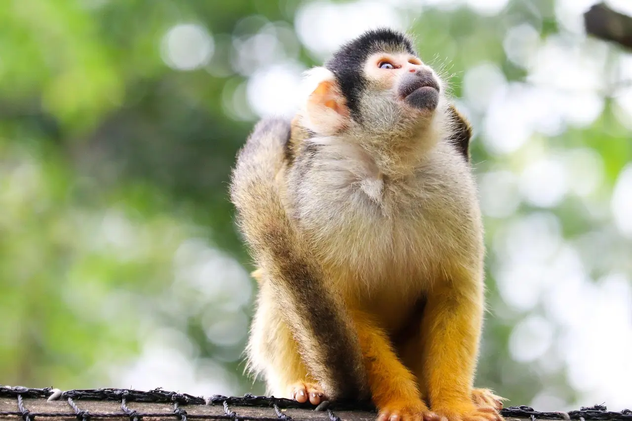 Singe