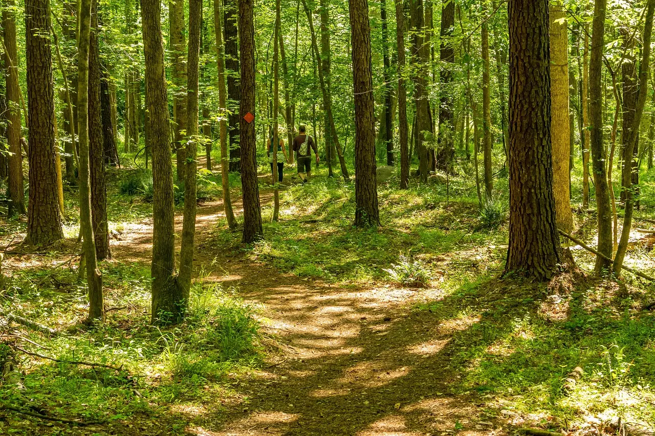 state-forest-hiking