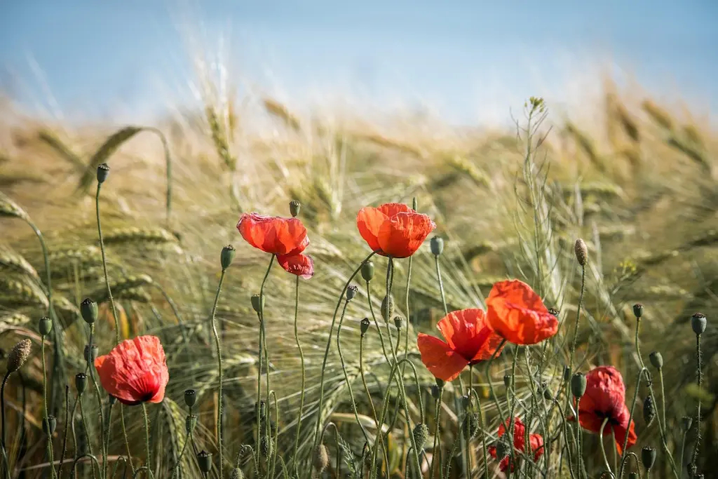 Balade commentée nature et histoire