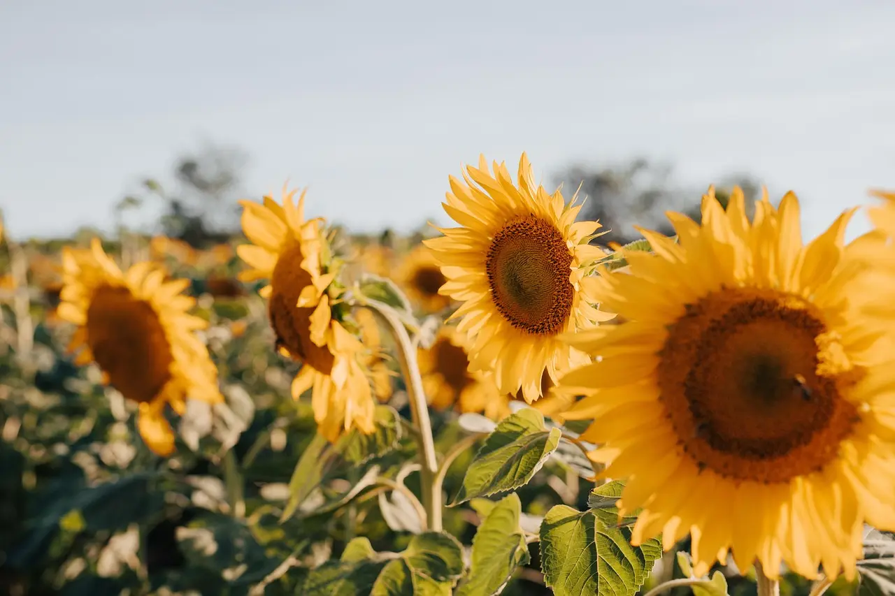sunflowers