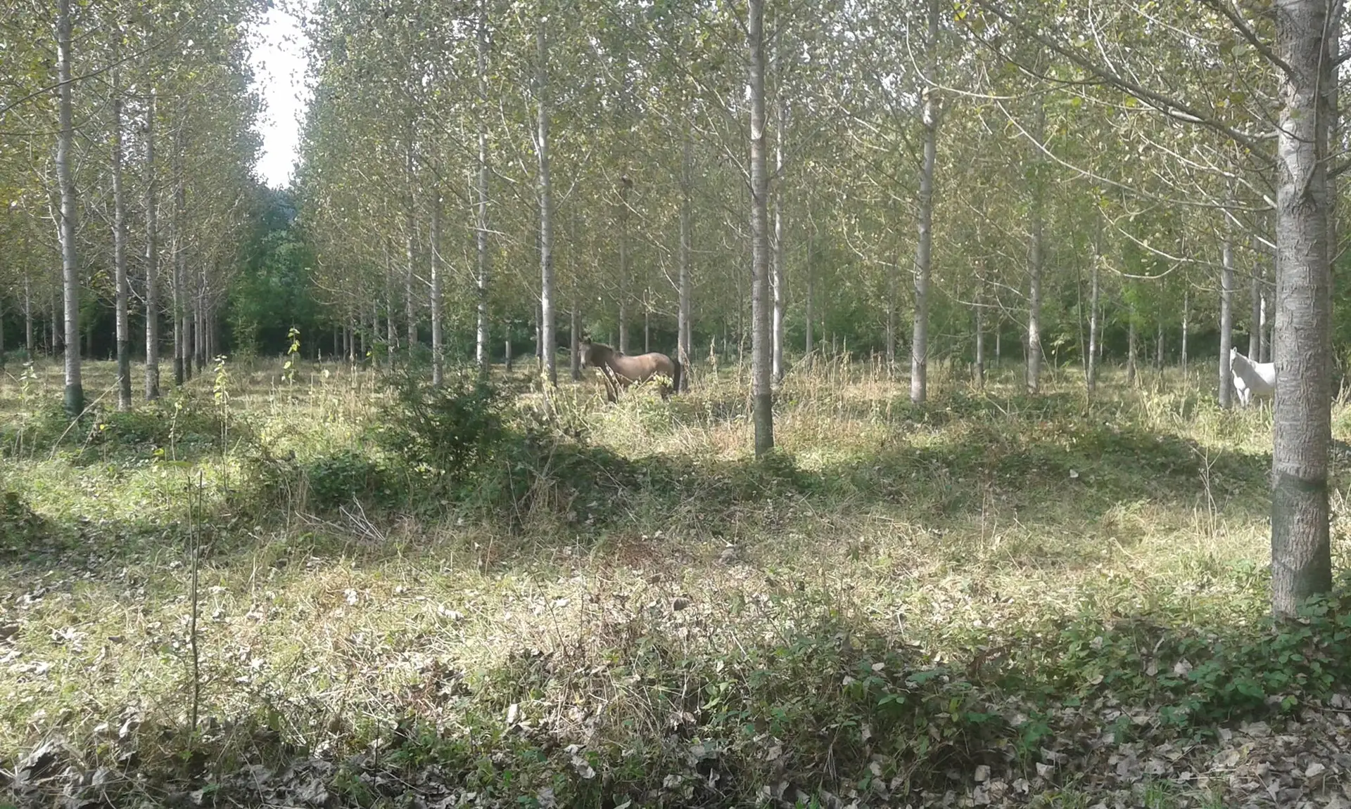 Ferme équestre cheval rando