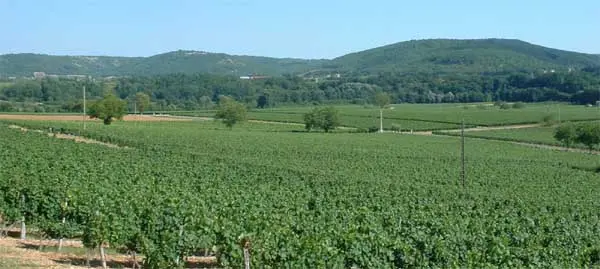 vignes labaniere