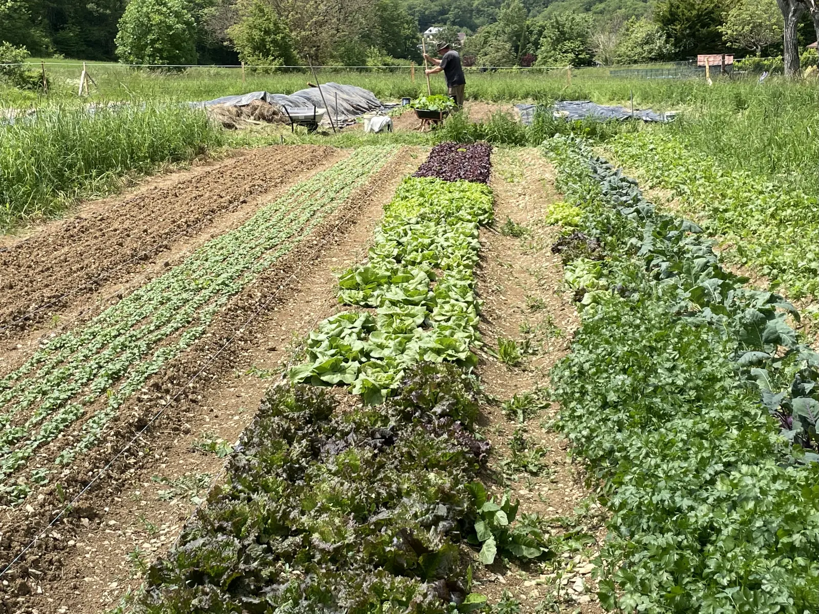Jardins
