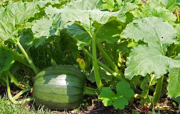 growing-vegetable