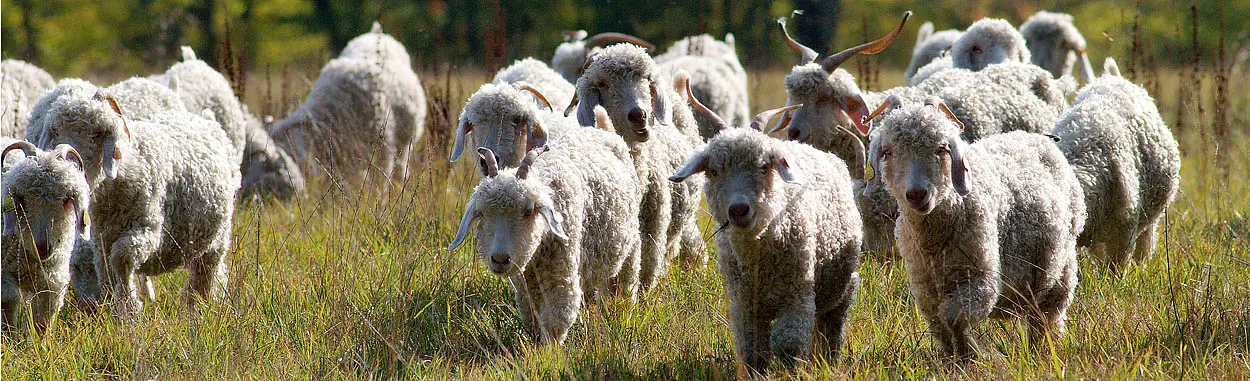 troupeau chèvres Angora