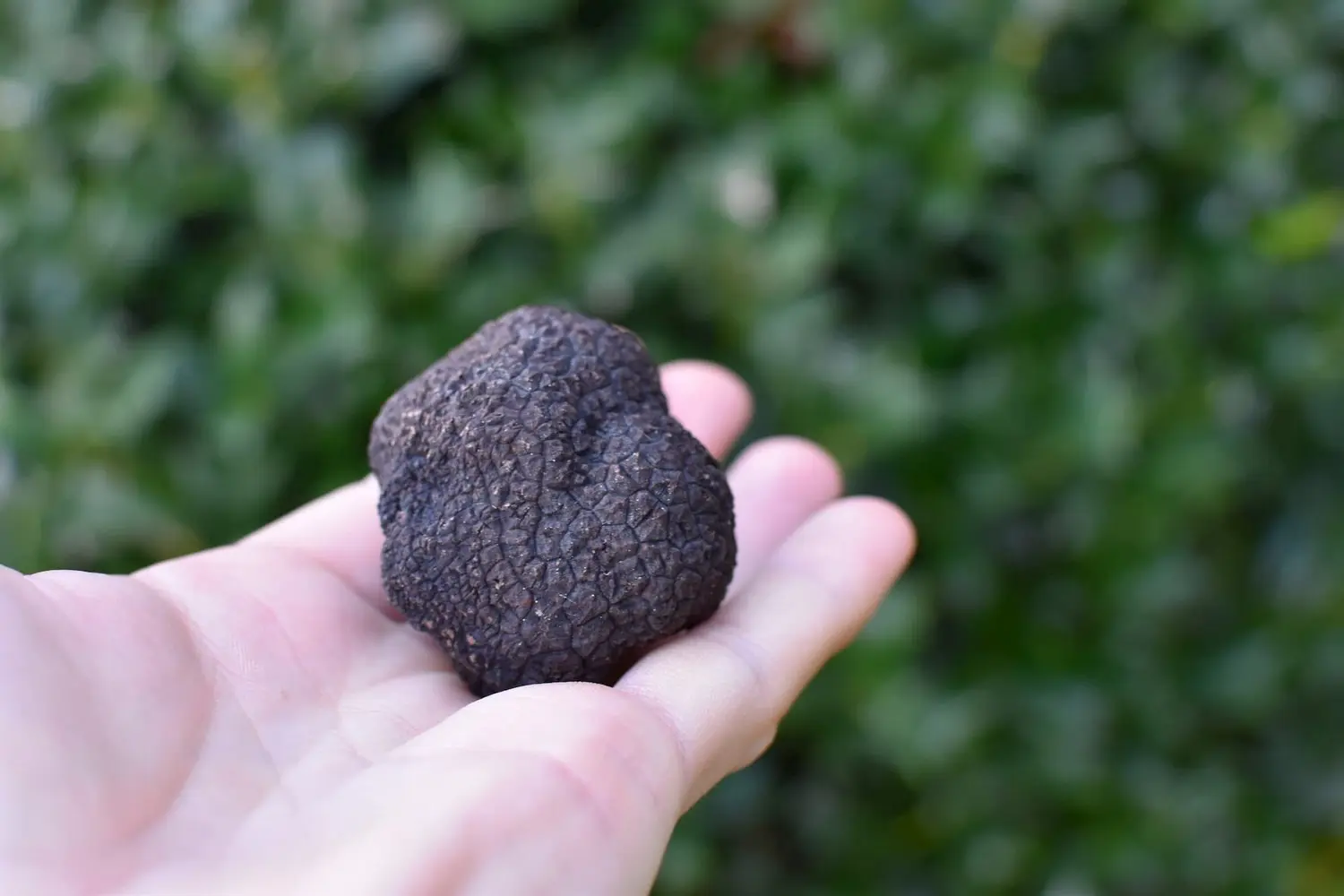 Les-truffes-du-marché-de-Jarnac